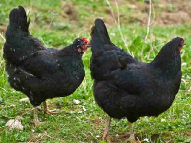 Northumberland free range poultry