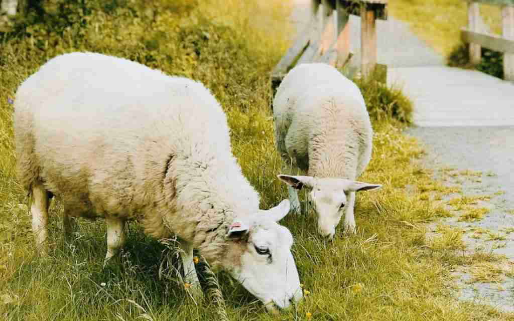 An Ethical and Sustainable Guide to Eating Meat - Easy Farm Shop